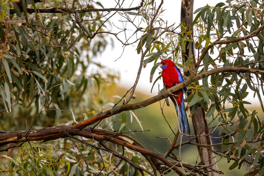 A crimson rosella, Platycercus elegans, perched in a eucalyptus tree on the Great Ocean Road, Australia. Endemic to eastern and south eastern Australia.