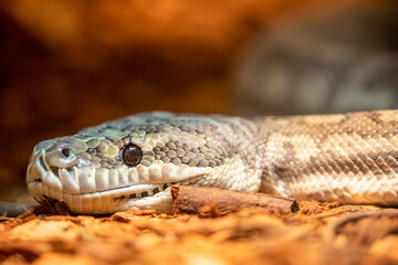  carpet python (Morelia spilota)  is a large snake of the family Pythonidae found in Australia, New Guinea. 
