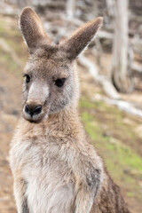 Naklejka na ściany i meble The eastern grey kangaroo (Macropus giganteus) is a marsupial found in the eastern third of Australia, with a population of several million. 