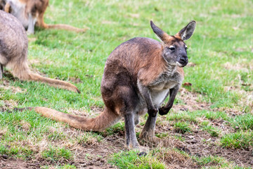 Naklejka na ściany i meble The red-necked wallaby (Notamacropus rufogriseus) is a medium-sized macropod marsupial (wallaby), common in the more temperate and fertile parts of eastern Australia.