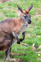 The red-necked wallaby (Notamacropus rufogriseus) is a medium-sized macropod marsupial (wallaby), common in the more temperate and fertile parts of eastern Australia.