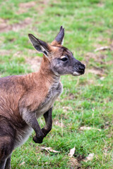 The red-necked wallaby (Notamacropus rufogriseus) is a medium-sized macropod marsupial (wallaby), common in the more temperate and fertile parts of eastern Australia.