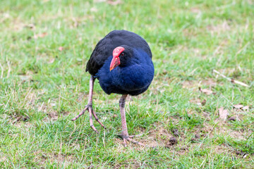 The Australasian swamphen (Porphyrio melanotus) is a species of swamphen occurring in eastern Indonesia Papua New Guinea, Australia and New Zealand. 