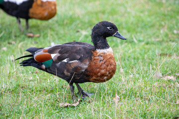 The Australian shelduck (Tadorna tadornoides) is a shelduck, a group of large goose-like ducks part of the bird family Anatidae.
They have a striking chestnut-coloured breast and black body. 