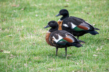 The Australian shelduck (Tadorna tadornoides) is a shelduck, a group of large goose-like ducks part of the bird family Anatidae.
They have a striking chestnut-coloured breast and black body. 