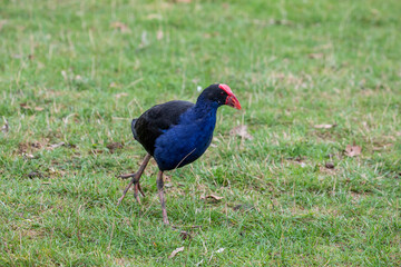 The Australasian swamphen (Porphyrio melanotus) is a species of swamphen occurring in eastern Indonesia Papua New Guinea, Australia and New Zealand. 
