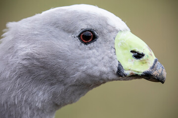 The Cape Barren goose (Cereopsis novaehollandiae) is a large goose resident in southern Australia. The species is named for Cape Barren Island, where specimens were first sighted by European explorer.