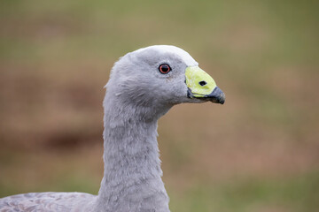 The Cape Barren goose (Cereopsis novaehollandiae) is a large goose resident in southern Australia. The species is named for Cape Barren Island, where specimens were first sighted by European explorer.