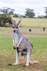 The Red kangaroo (Macropus rufus), which is the largest of all kangaroos, the largest terrestrial mammal native to Australia, and the largest extant marsupial. 