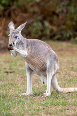 Naklejka na ściany i meble The Red kangaroo (Macropus rufus), which is the largest of all kangaroos, the largest terrestrial mammal native to Australia, and the largest extant marsupial. 