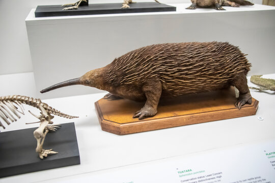  the   western long-beaked echidna (Zaglossus bruijnii) specimen in Australian musuem. 
An egg-laying mammal eats earthworms.