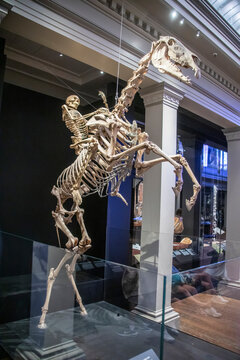 Sydney Australia 26th Mar 2023: the  skeleton of "Sir Hercules" and a rider in Australian Museum.
As the ‘Bone Ranger’, is a symbol of the importance of horses and horsemanship to Australian history