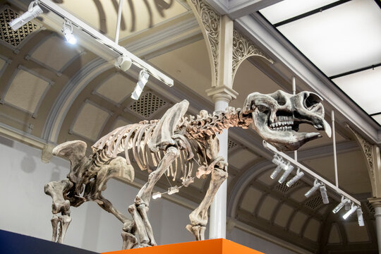 The skeleton of Giant Marsupial (Diprotodon optatum) in Australian Museum. The largest known marsupial to have ever lived.