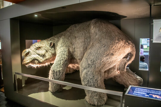 The model of Giant Marsupial (Diprotodon optatum) in Australian Museum. The largest known marsupial to have ever lived.