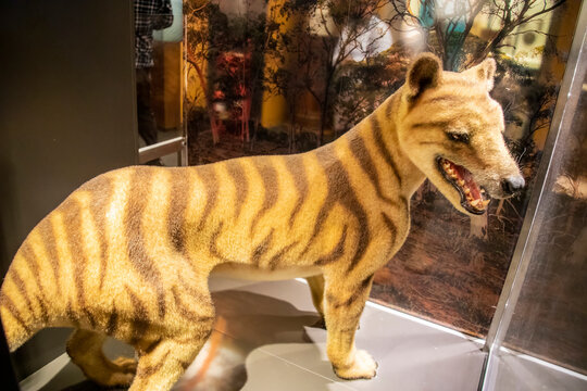 the  model of Powerful Thylacine ( Thylacinus potens) in Australian musuem.  Known only from Alcoota Station in the Northern Territory, northeast of Alice Springs.