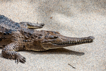 The freshwater crocodile (Crocodylus johnstoni) is a species of crocodile endemic to the northern...