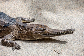 Selbstklebende Fototapeten The freshwater crocodile (Crocodylus johnstoni) is a species of crocodile endemic to the northern regions of Australia. The freshwater crocodile is a relatively small crocodilian. © Danny Ye
