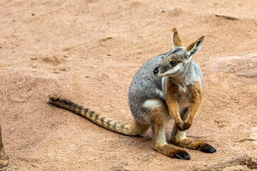 The Closeup Image Yellowfooted Rockwallaby