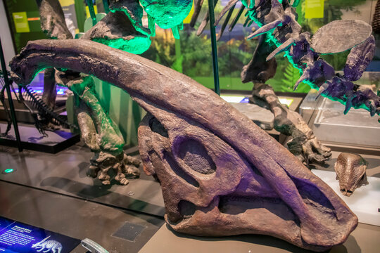 The fossil of parasaurolophus walkeri in Australian Museum.
This is cast model.
 It is a genus of herbivorous ornithopod dinosaur during the Cretaceous Period.