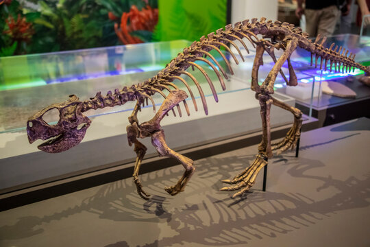 the  cast of Psittacosaurus mongoliensis (Parrot Lizard) in Australian Musuem. 
it is a genus of extinct ceratopsian dinosaur from the Early Cretaceous of Asia