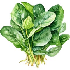 Fototapeta na wymiar Watercolor Illustration Showcasing Spinach, Packed with Nutritional Benefits