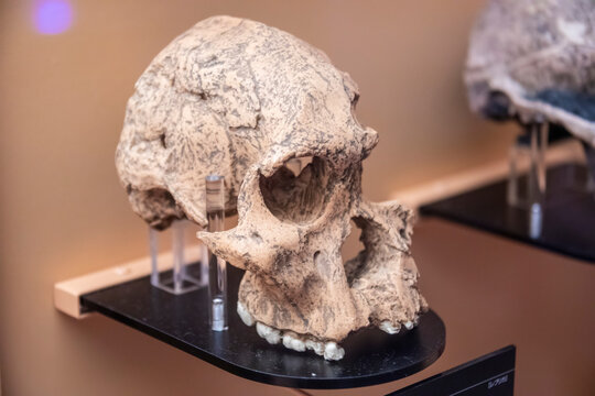 Tokyo Japan Mar 11th 2023: the STS 71 (Australopithecus africanus)  in global gallery National Museum of Nature and Science. 
 It was discovered in Sterkfontein, South Africa by Robert Broom in 1947.