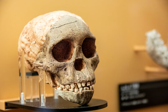 The Taung Child (or Taung Baby)  in global gallery National Museum of Nature and Science.
The fossilised skull of a young Australopithecus africanus.
