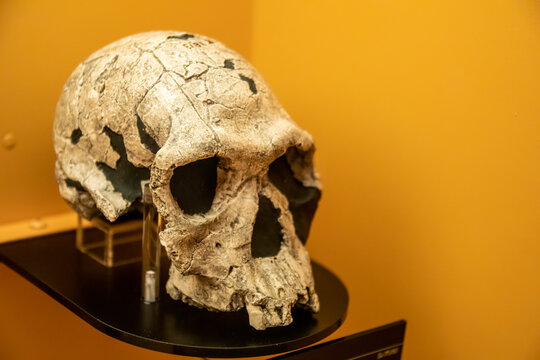the  Replica based on specimen KNM-ER 1813 (Homo habilis), 1973 Kenya, Koobi Fora,  in global gallery National Museum of Nature and Science.
