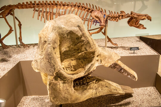 the Gomphotherium in global gallery National Museum of Nature and Science.
It is an extinct genus of proboscids from the Neogene and early Pleistocene.