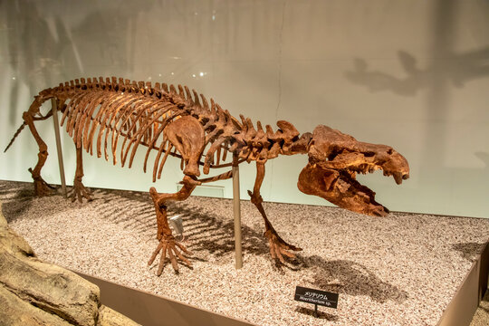  the Moeritherium ("the beast from Lake Moeris") in global gallery National Museum of Nature and Science. 
An extinct genus of primitive proboscideans. 
