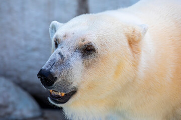 Obraz na płótnie Canvas The polar bear (Ursus maritimus) is a hypercarnivorous bear whose native range lies largely within the Arctic Circle, encompassing the Arctic Ocean. 