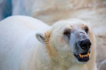 The polar bear (Ursus maritimus) is a hypercarnivorous bear whose native range lies largely within the Arctic Circle, encompassing the Arctic Ocean. 