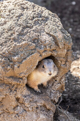 The black-tailed prairie dog (Cynomys ludovicianus) is a rodent of the family Sciuridae found in the Great Plains of North America. These animals do not truly hibernate.