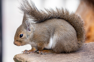 The Japanese squirrel (Sciurus lis) is a tree squirrel in the genus Sciurus endemic to Japan. 