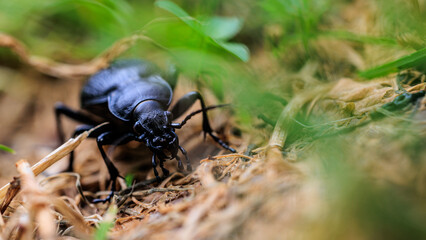Lederlaufkäfer im Anmarsch