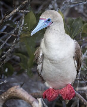 Red footed Booby 