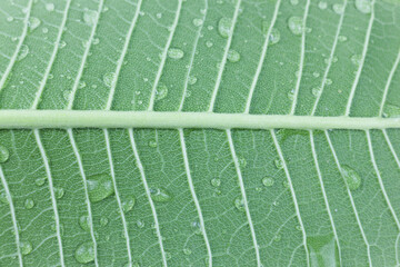 Green leaf with water drops, close-up. Nature background.