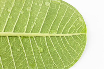 Green leaf with water drops isolated on white background. Close up.