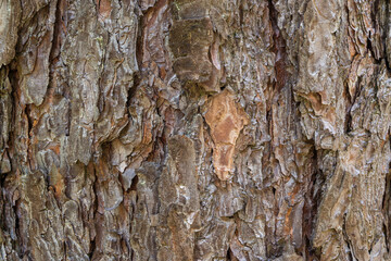 Pine tree bark texture closeup