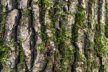Texture of tree bark with moss closeup