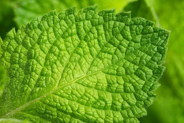 Fotobehang Close-up of fresh green mint leaf macro shot © SerPhoto