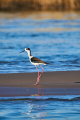 seagull on the beach
