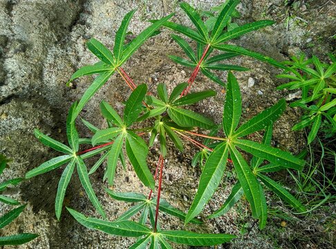 Cassava (Manihot esculenta) plants are growing with fresh green leaves and developing tubers in the soil