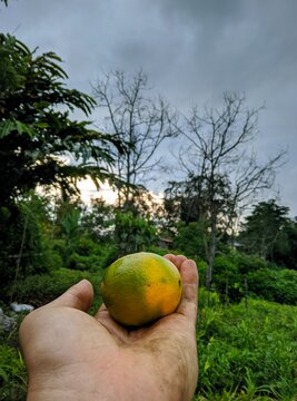 A photo showcases a fresh orange fruit held in the palm of a hand, with a breathtaking mountainous backdrop, creating a beautiful contrast between the vibrant fruit and the majestic scenery.