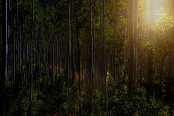 Sunlight Through the Aspen Trees in Colorado