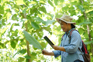 Asian woman botanist is at forest, hold smart tablet to survey  botancal plants in forest. Concept,  field research outdoor. Nature surveying. Ecology and environment conservation.       - obrazy, fototapety, plakaty
