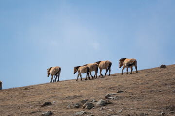 Przewalski horses are roaming free in Hustai National Park, Mongolia
