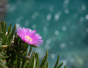 Pink Hottentot Fig Plant Growing on the Cliffs of the Mediterranean Sea