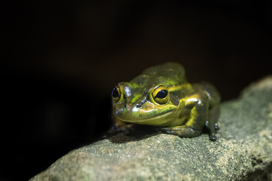 Green and golden bell frog, Litoria aurea, a species of ground-dwelling tree frog native to eastern Australia. Now vulnerable in the wild.