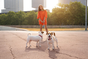 Couple of small cute Jack Russell terrier dogs walking with double leash. Young long haired teen...